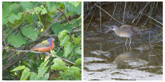 Left: A colorful male Painted Bunting perched on a branch. Right: A Clapper Rail stands at the water's edge on a muddy bank.