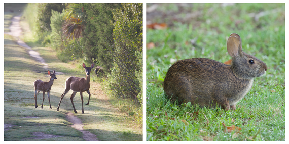 Left: Two deer prance along a grassy trail at Egan's Creek Greenway. Right: A marsh rabbit sits in the grass.