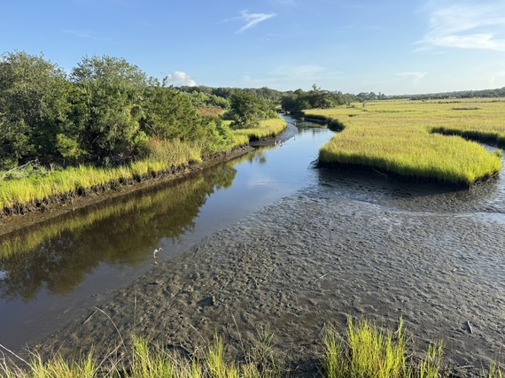 Mudflats next to a creek winding through lush grasses.