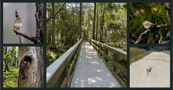The newly re-opened boardwalk at Three Lakes WMA, framed by images of birds and wildlife found in the area.