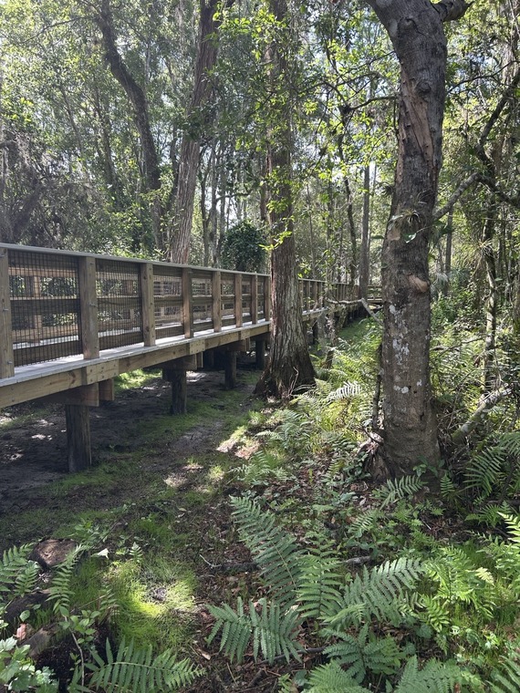 Side view of the boarwalk at Three Lakes WMA showing the supportive piling and surrounding vegetation.