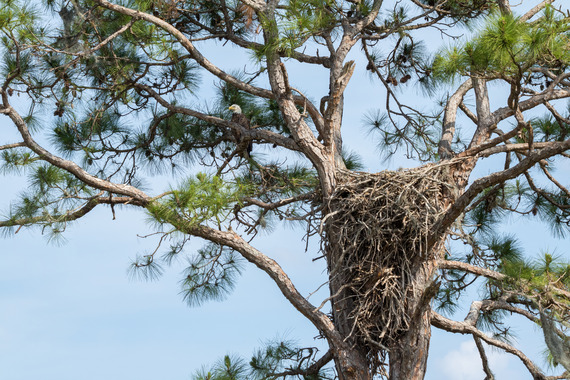 A bald eagle perches in a tree alongside its large nest.