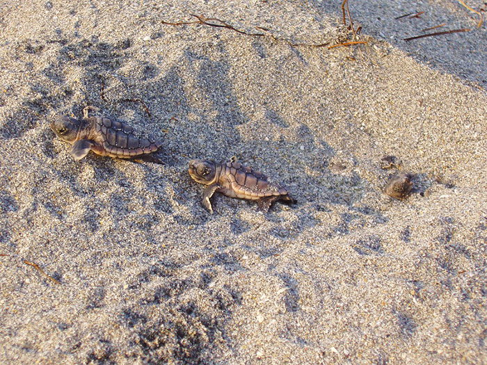 sea turtle hatchlings crawling on sand