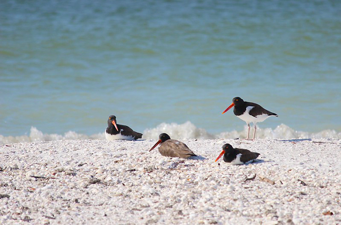 birds on shoreline