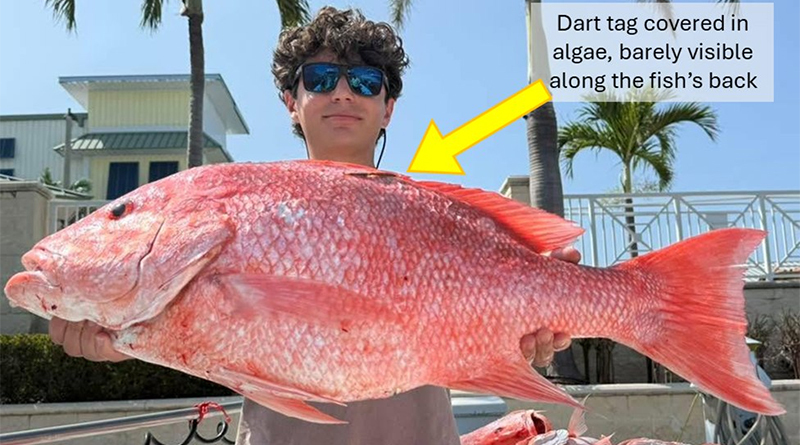 young man holding large snapper