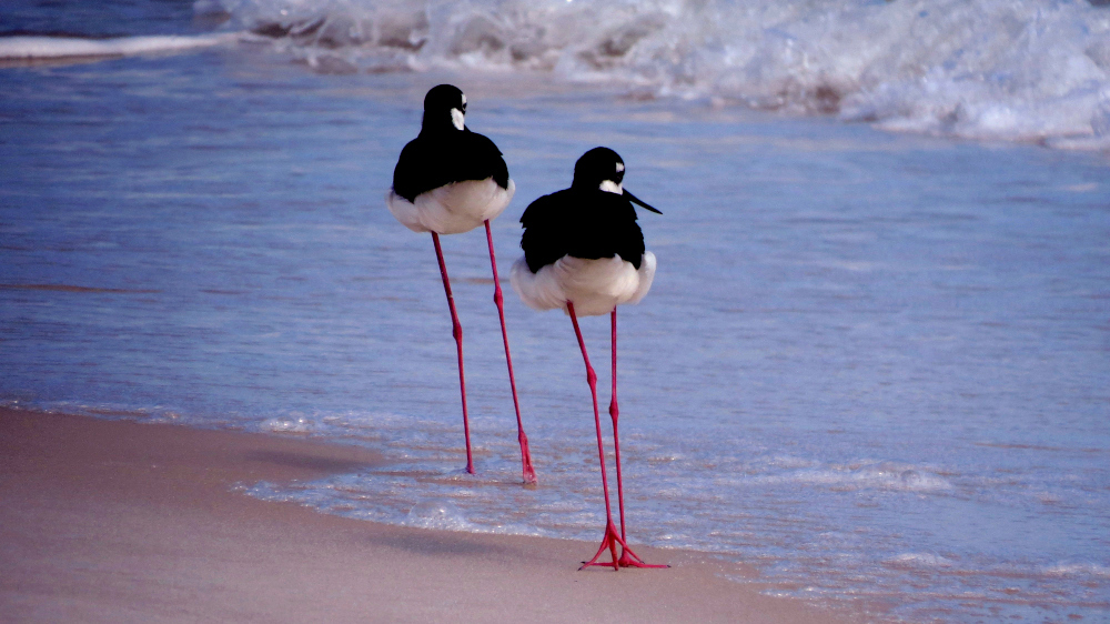Black-necked stilts walking along a shoreline