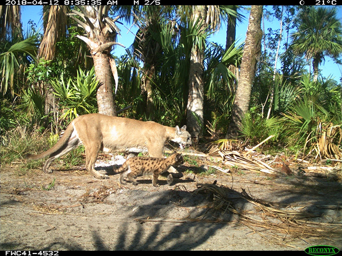 trailcam shot of panther and cub walking in woods