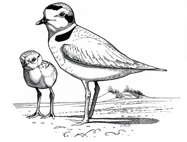 Pen and ink drawing of a snowy plover and chick 