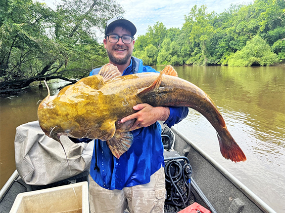 Flathead catfish