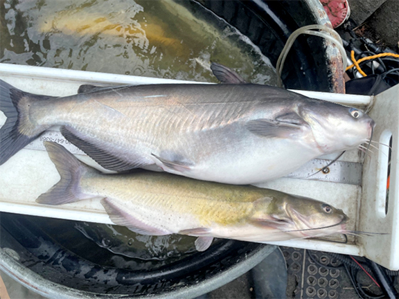 Blue (top) and Channel (bottom) catfish