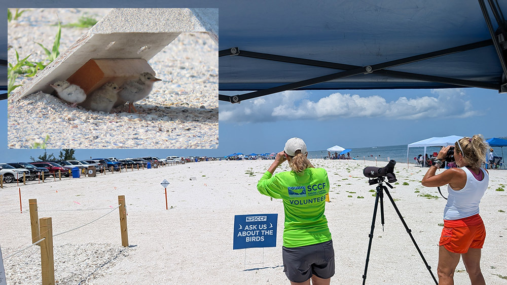 Two volunteers at a sandy shore looking through binoculars. Close up of a least tern chick under a protective A-frame.