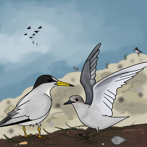 Illustration of a least tern and chick
