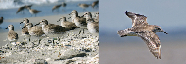 Left: Picture of a flock of red knots in wintering plumage by the shore. Right: A red knot in wintering plumage in flight.