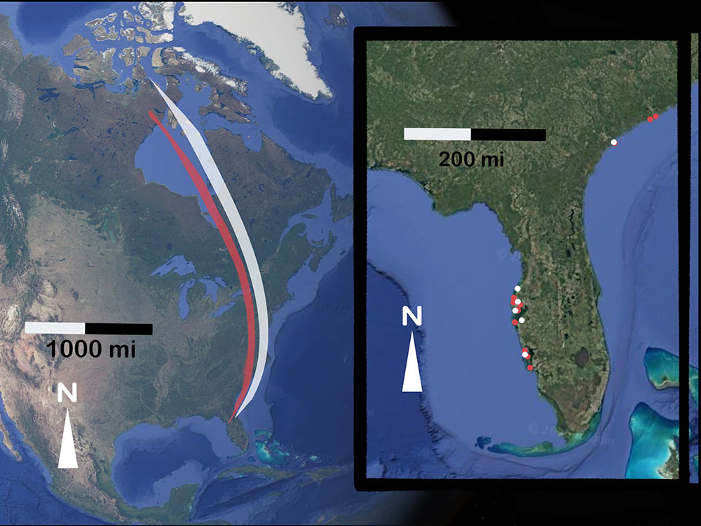 Map of continental US with red knot migratory pathways overlaid. Florida map with red knots 9JK and VYP resighting locations.