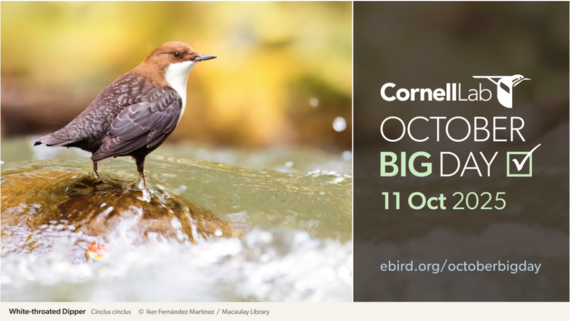 A white throated dipper standing on a rock. Text on the image says "Cornell Lab October Big Day, 11 October 2025."