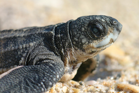 A cute yet soulful close up of a newly hatched leatherback turtle, in side profile. 