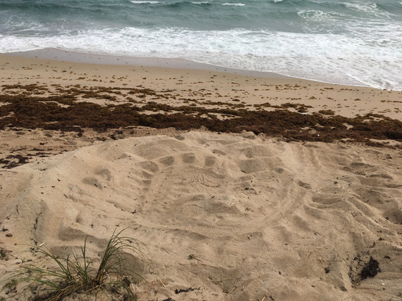 A leatherback turtle nest on a sandy beach, easily identified by its large size and distinctive turtle tracks. 