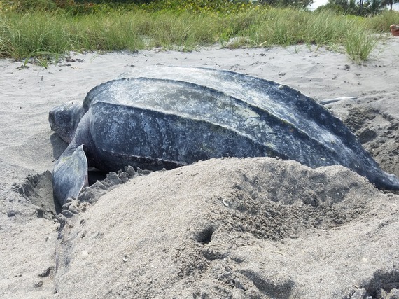 An adult leatherback turtle nesting on an open, sandy beach below the vegetation line.