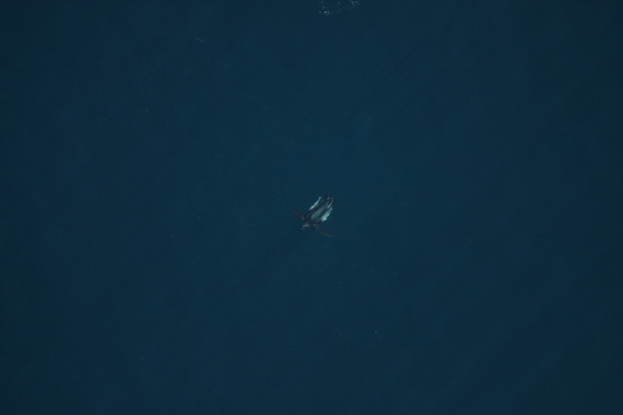 A lone leatherback sea turtle swims in the open ocean, a giant dwarfed by the vastness of the sea.