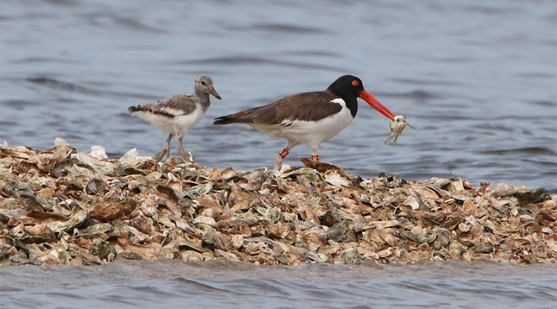 red r5 american oystercatcher