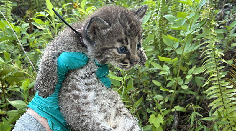 Bobcat kitten