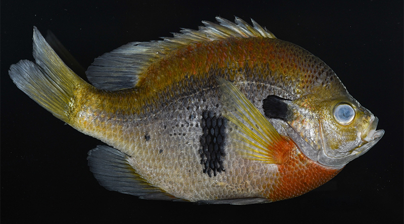 Hand painted bluegill