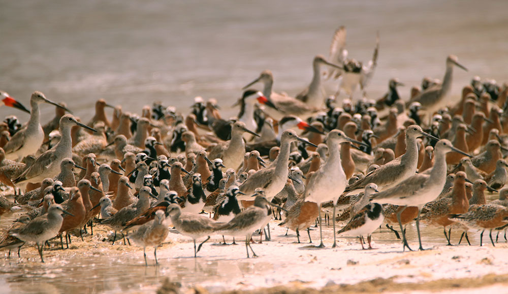 A flock of wintering shorebirds near the waterline
