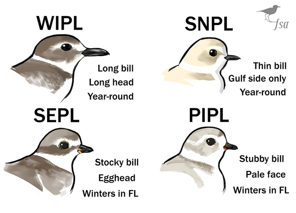 Head profile illustrations of four different plover species: Wilson's, snowy, semipalmated and piping plover