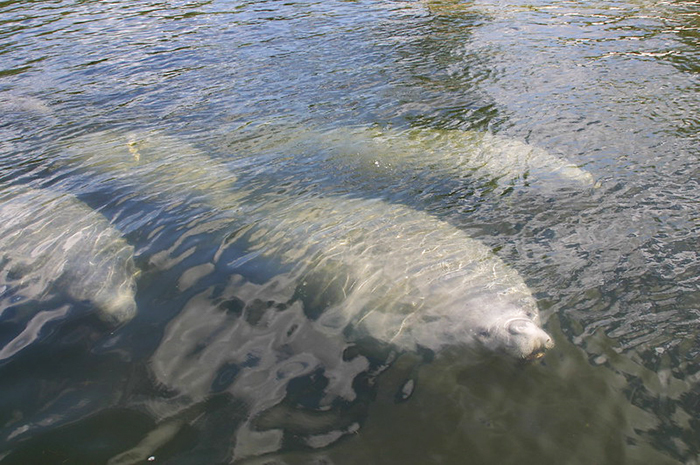 manatees swimming underwater