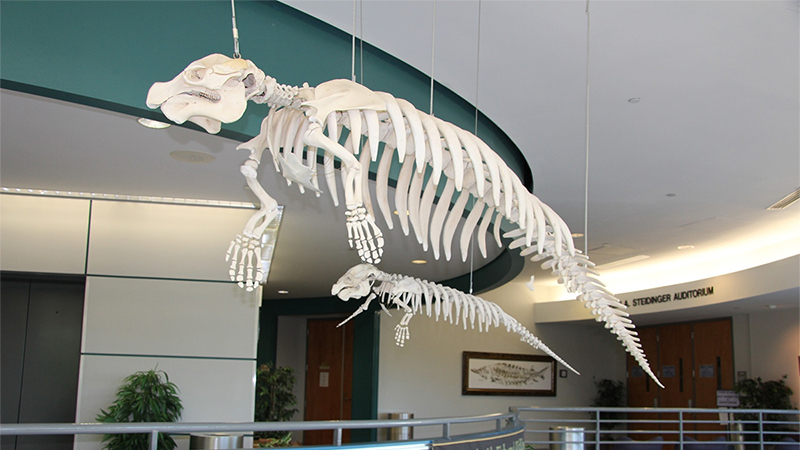 hanging manatee skeleton