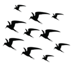 Silhouette of a flock of terns in flight