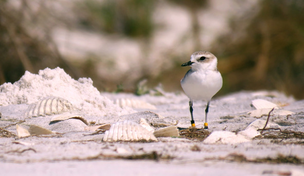 Snowy Plover