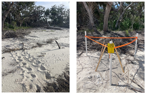 Loggerhead tracks and posted nest