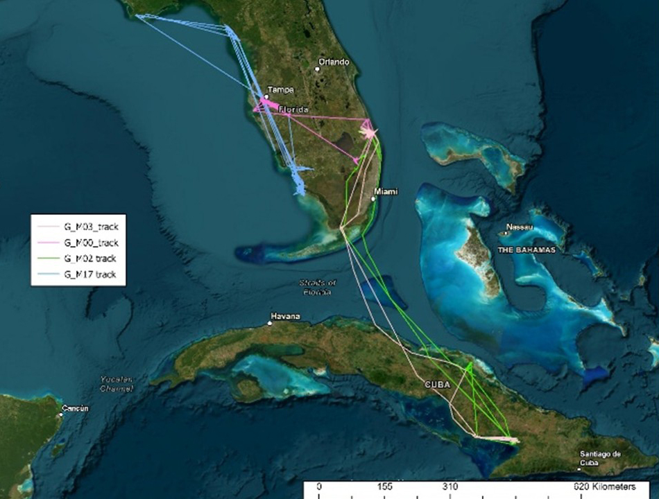 Black Skimmer Movement Map