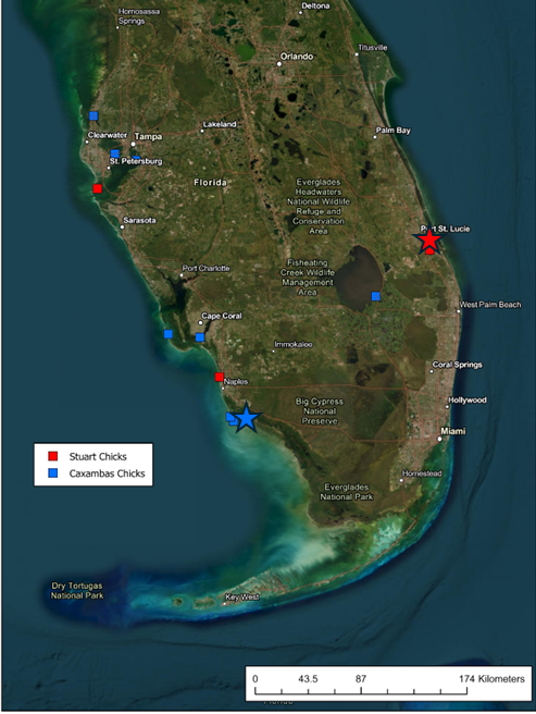 Black Skimmer Resights