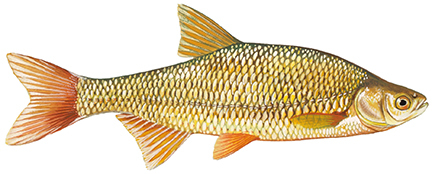 Golden shiner