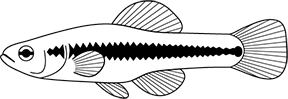 Bluefin killifish