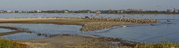 Cotton Island West Side Roost by PL