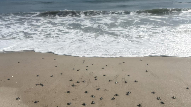 numerous baby turtles on beach at water edge