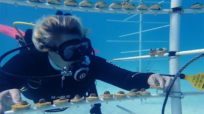 diver underwater at coral nursery