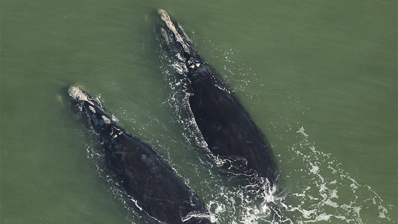 aerial image of two right whales