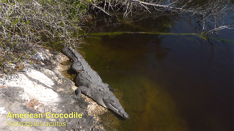 American crocodile
