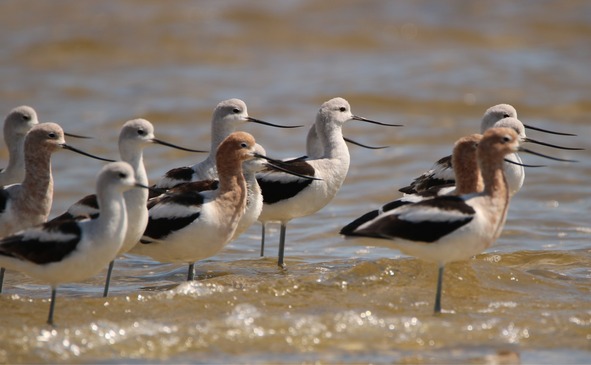 Avocet Flock