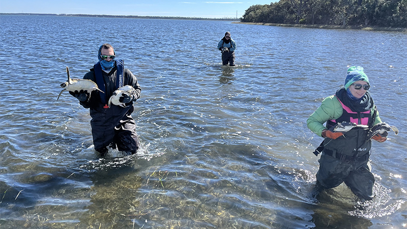 Cold stunned sea turtles