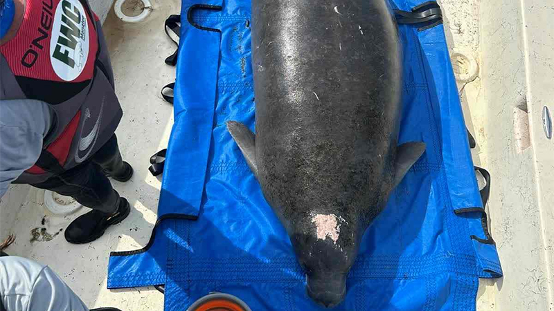 Manatee rescue
