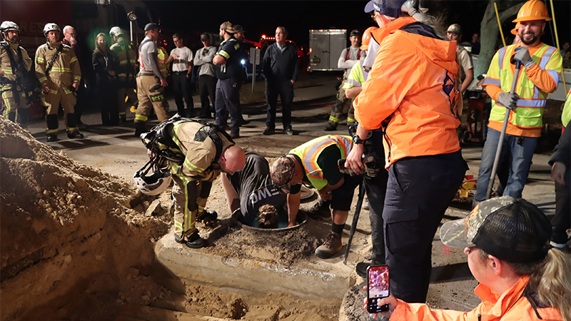 manatee storm drain rescue