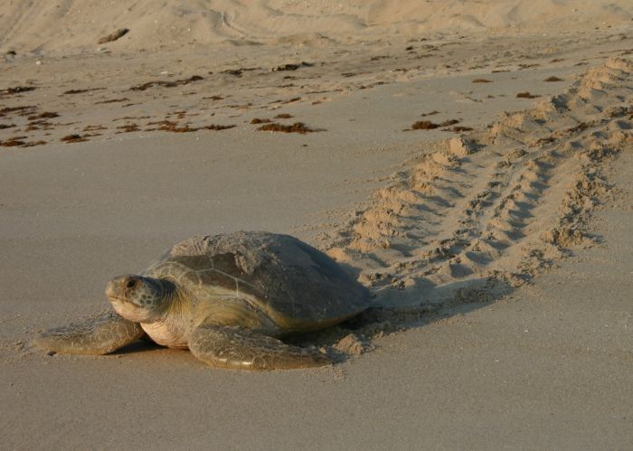 Sea Turtle Sea turtle on beach
