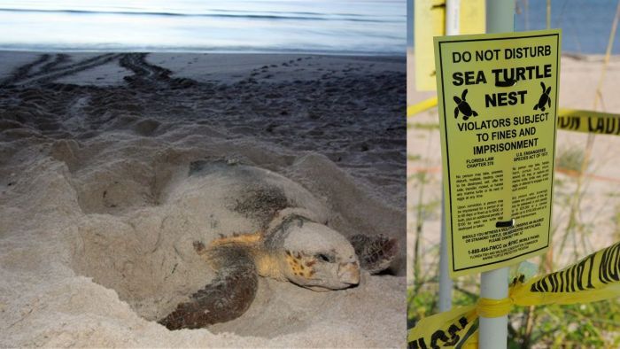Sea Turtle Nesting Sea turtlel on beach and Do Not Disturb signage