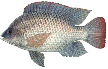Blue tilapia