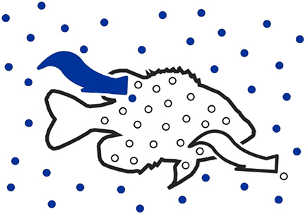 Saltwater fish diffusion